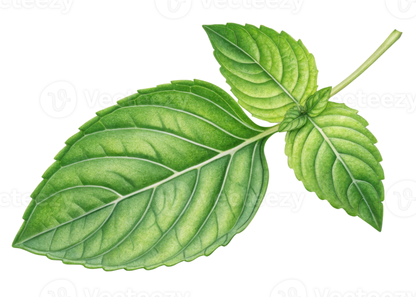 Holy basil leaf fresh green herb with detailed veins and texture for natural health and culinary use png