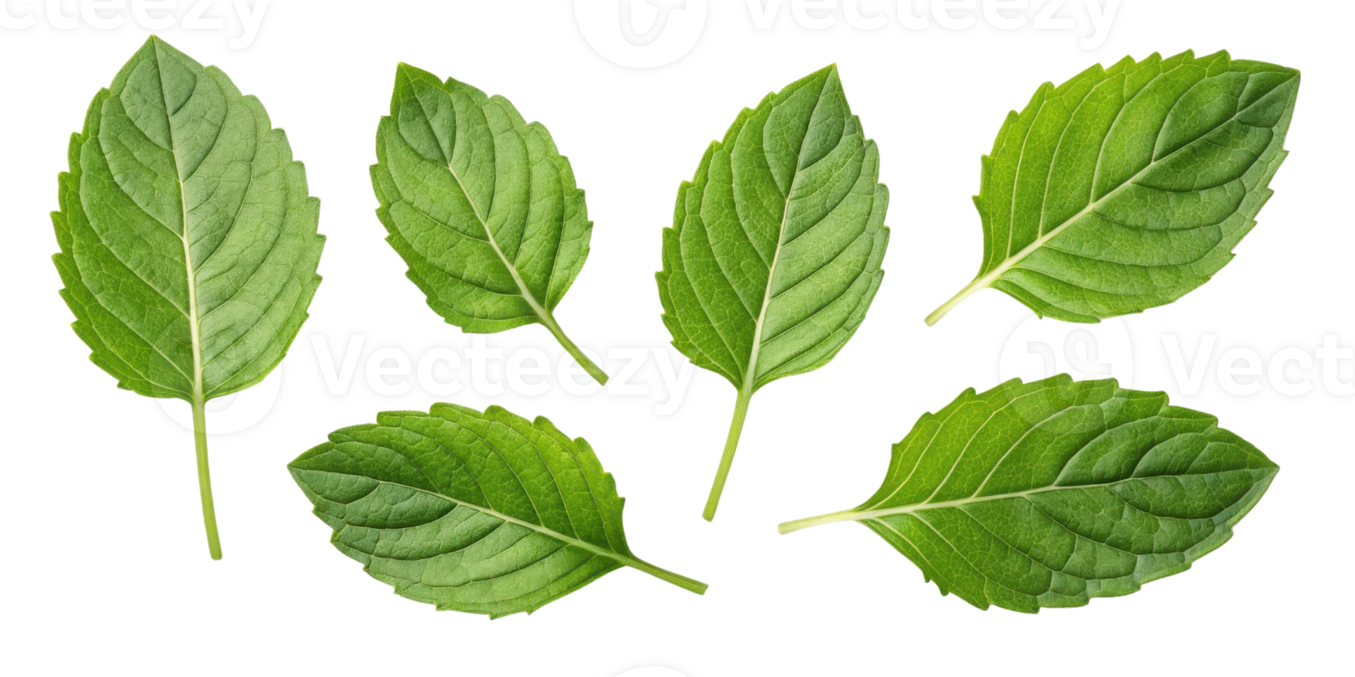 Holy basil leaf fresh green herb leaves isolated on transparency background with natural texture and detail for healthy food png