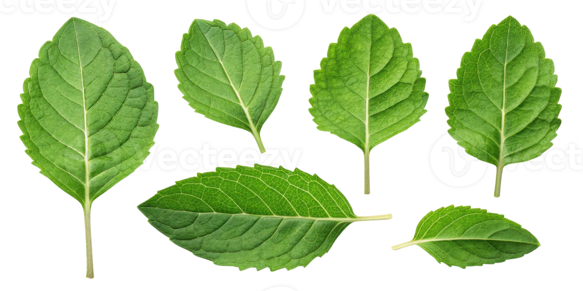 Holy basil leaf fresh green herb leaves isolated on transparency background natural healthy plant ingredient for cooking and medicine png