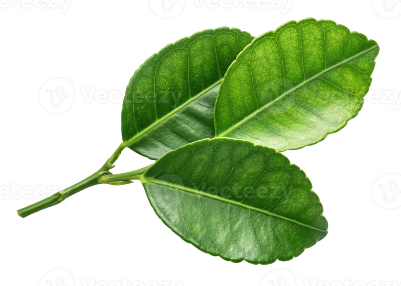 Kaffir lime leaf with fresh green texture and natural veins on isolated background for cooking and decoration png