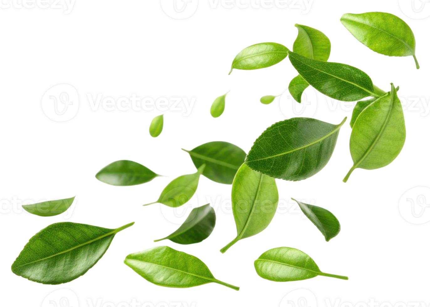 Fresh kaffir lime leaf with vibrant green color floating isolated on transparency background for natural and healthy concept png