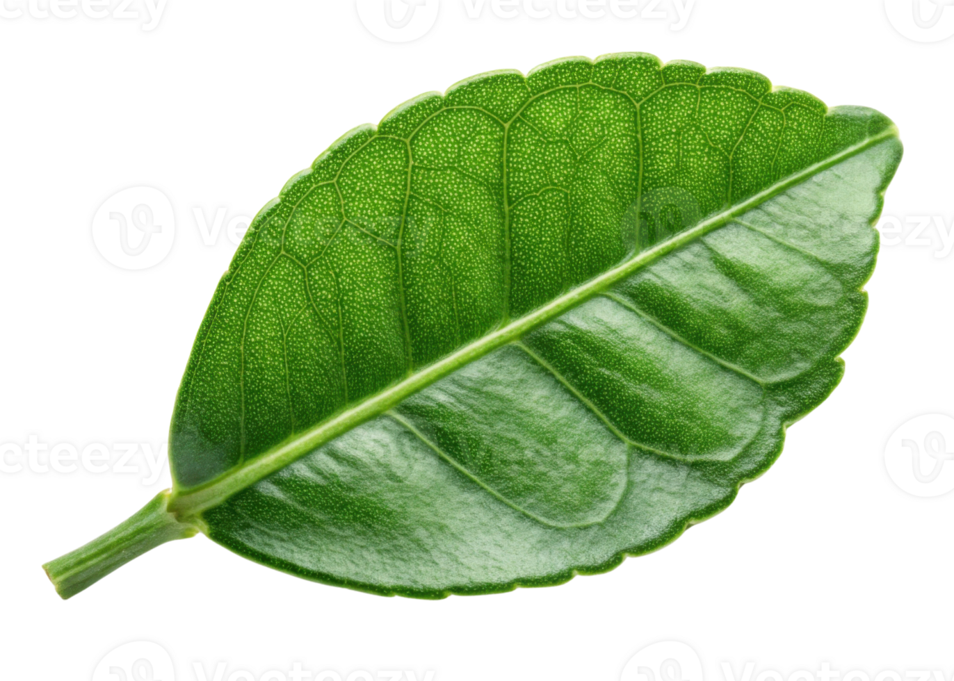 Kaffir lime leaf with vibrant green color and detailed texture showing natural veins and glossy surface in fresh close up view png