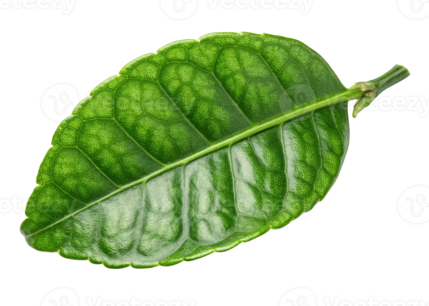 Kaffir lime leaf with vibrant green color and detailed texture showing natural veins and glossy surface in close up view png