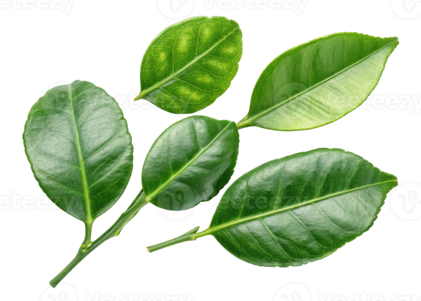 Fresh kaffir lime leaf collection with vibrant green color and glossy texture perfect for cooking and aromatic use in various dishes png