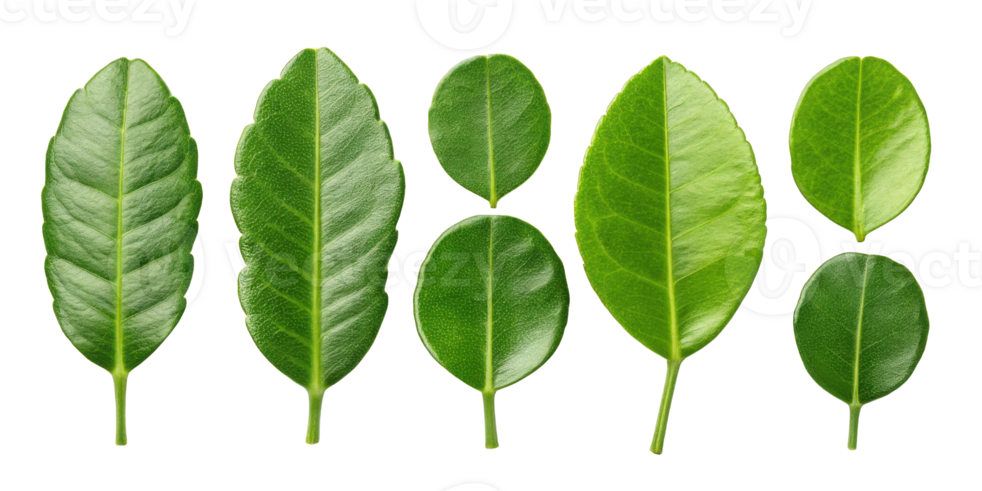 Kaffir lime leaf collection with fresh green leaves isolated on transparency background showing different shapes and sizes of kaffir lime leaf png