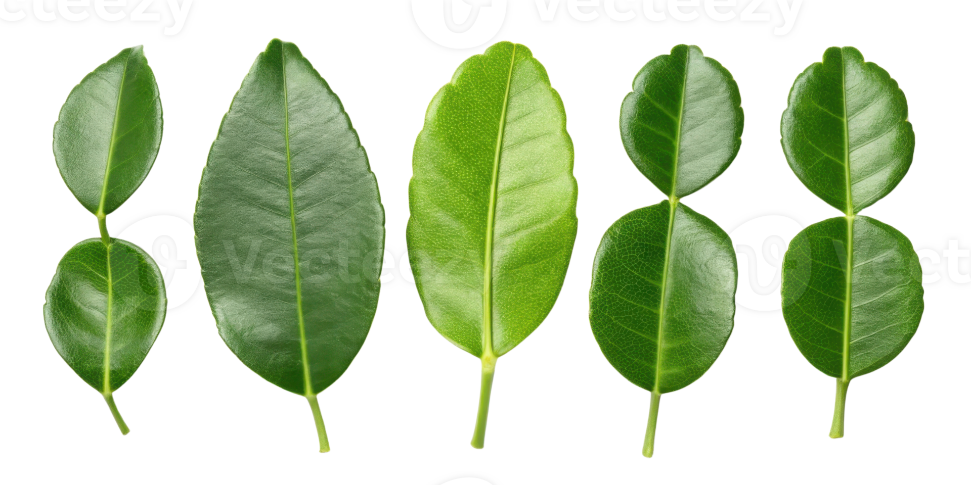 Fresh kaffir lime leaf collection with vibrant green color and smooth texture perfect for cooking and aromatic use png