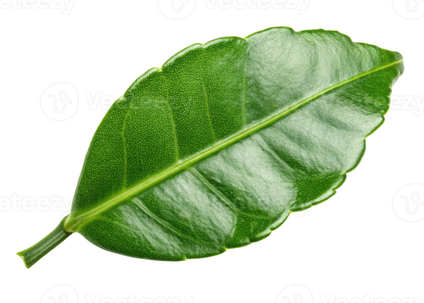 Kaffir lime leaf with glossy texture and vibrant green color showing detailed veins and natural freshness in close up view png