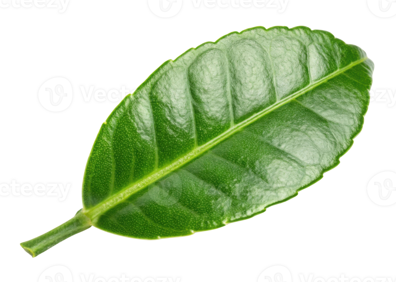 Kaffir lime leaf with glossy texture and vibrant green color isolated on transparency background showing natural detail and freshness png