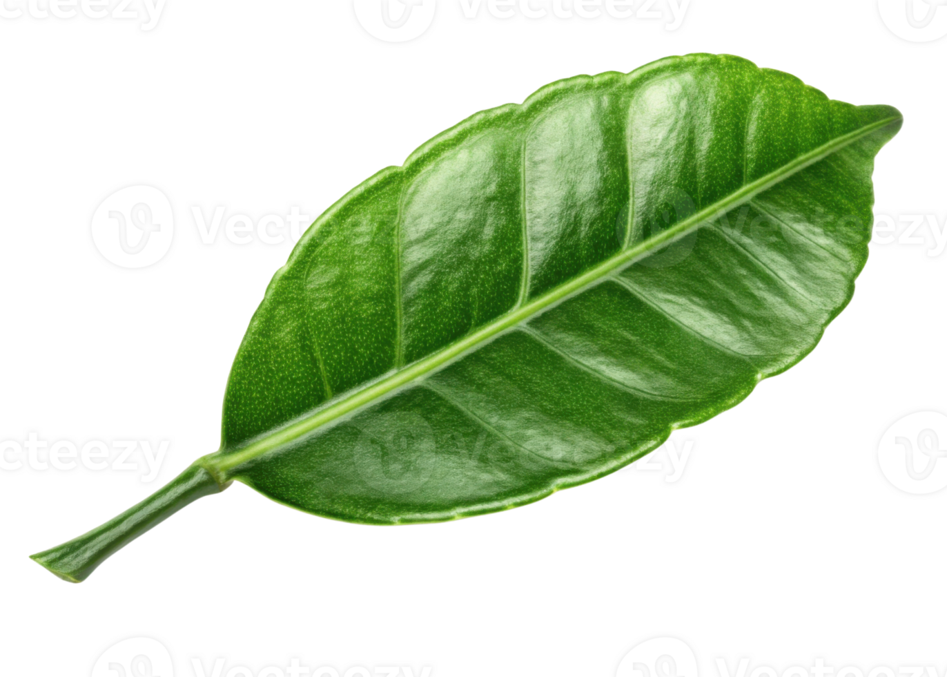 Fresh kaffir lime leaf with vibrant green color and glossy texture adds natural and aromatic touch to culinary dishes png