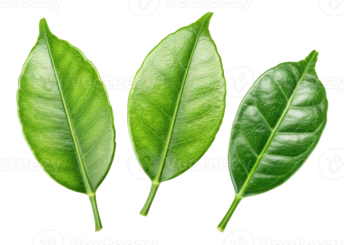 Kaffir lime leaf fresh green herb natural ingredient for cooking and flavoring dishes with vibrant texture and aroma png