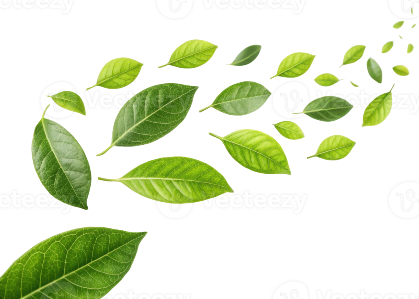 Green leaf collection with fresh lemon leaf shapes flying in air creating natural and lively atmosphere full of energy and freshness png