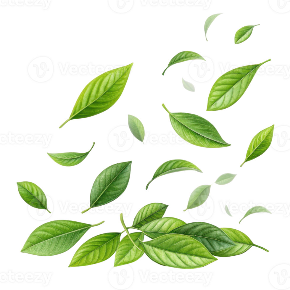 Fresh green matcha leaf collection with natural texture and vibrant color floating in air creating refreshing and lively atmosphere png