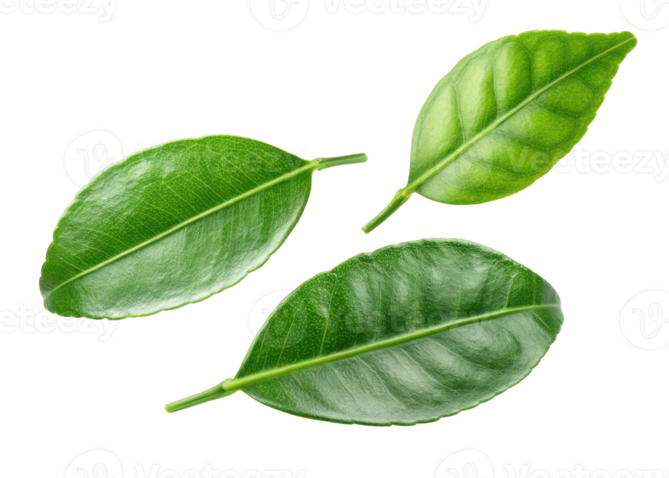 Fresh kaffir lime leaf with vibrant green color and glossy texture perfect for cooking and garnishing dishes png