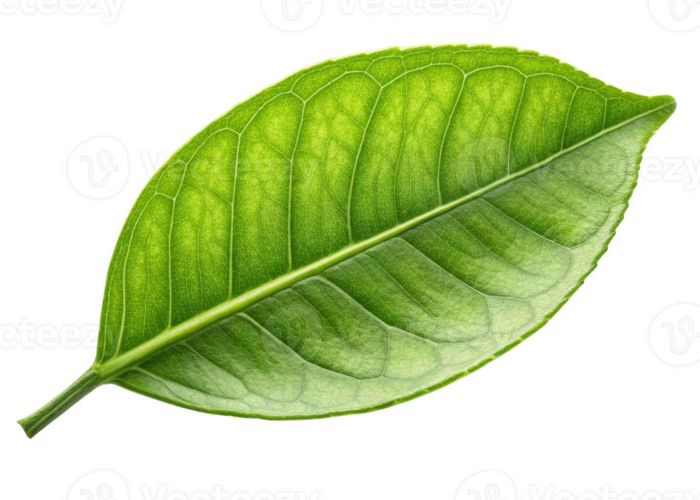 Fresh green leaf with visible veins and texture resembling lemon tree leaf glowing with natural light and vibrant color png