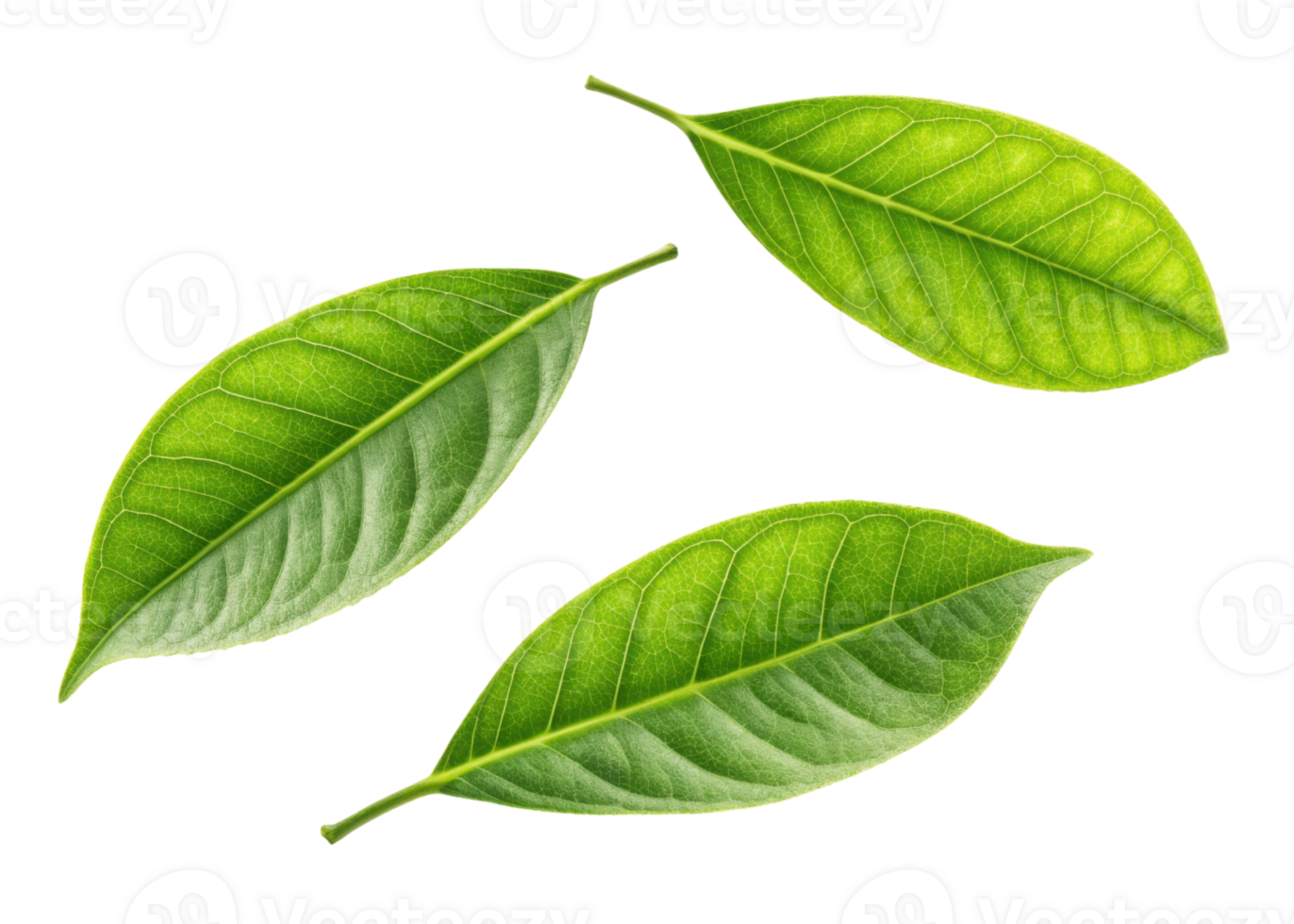 Fresh green leaf with visible veins and texture isolated on transparency background showing natural beauty and vibrant lemon freshness png