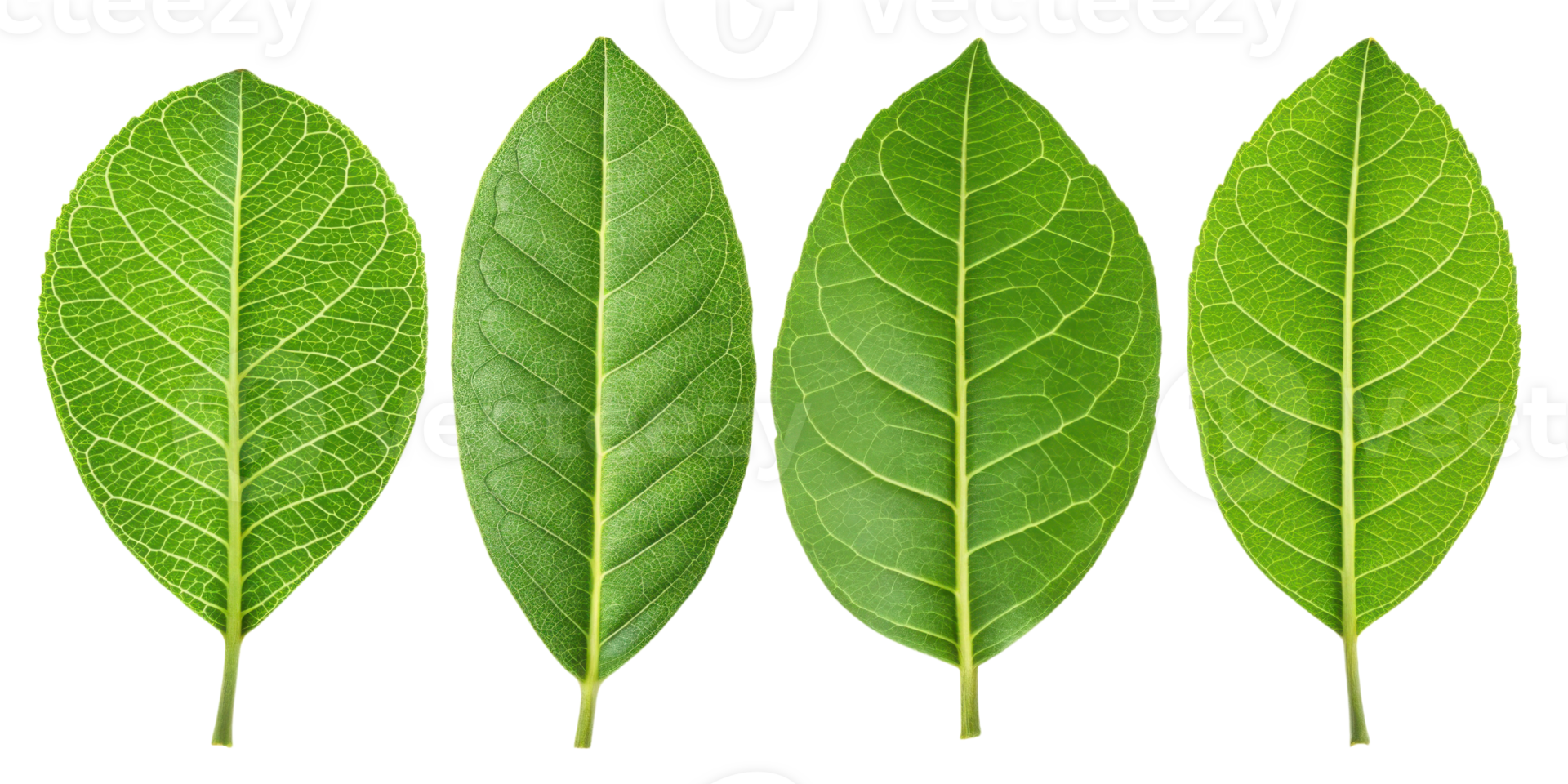Fresh green leaf with detailed veins and natural texture arranged in row with lemon hint of freshness and vibrant leaf color png
