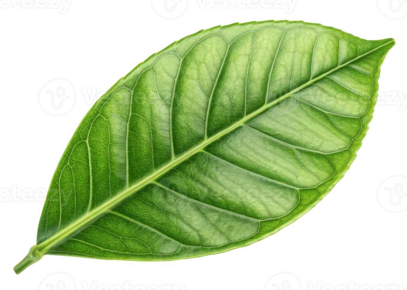 Green leaf with detailed veins and fresh texture resembling lemon tree leaf glowing with natural light and vibrant color png