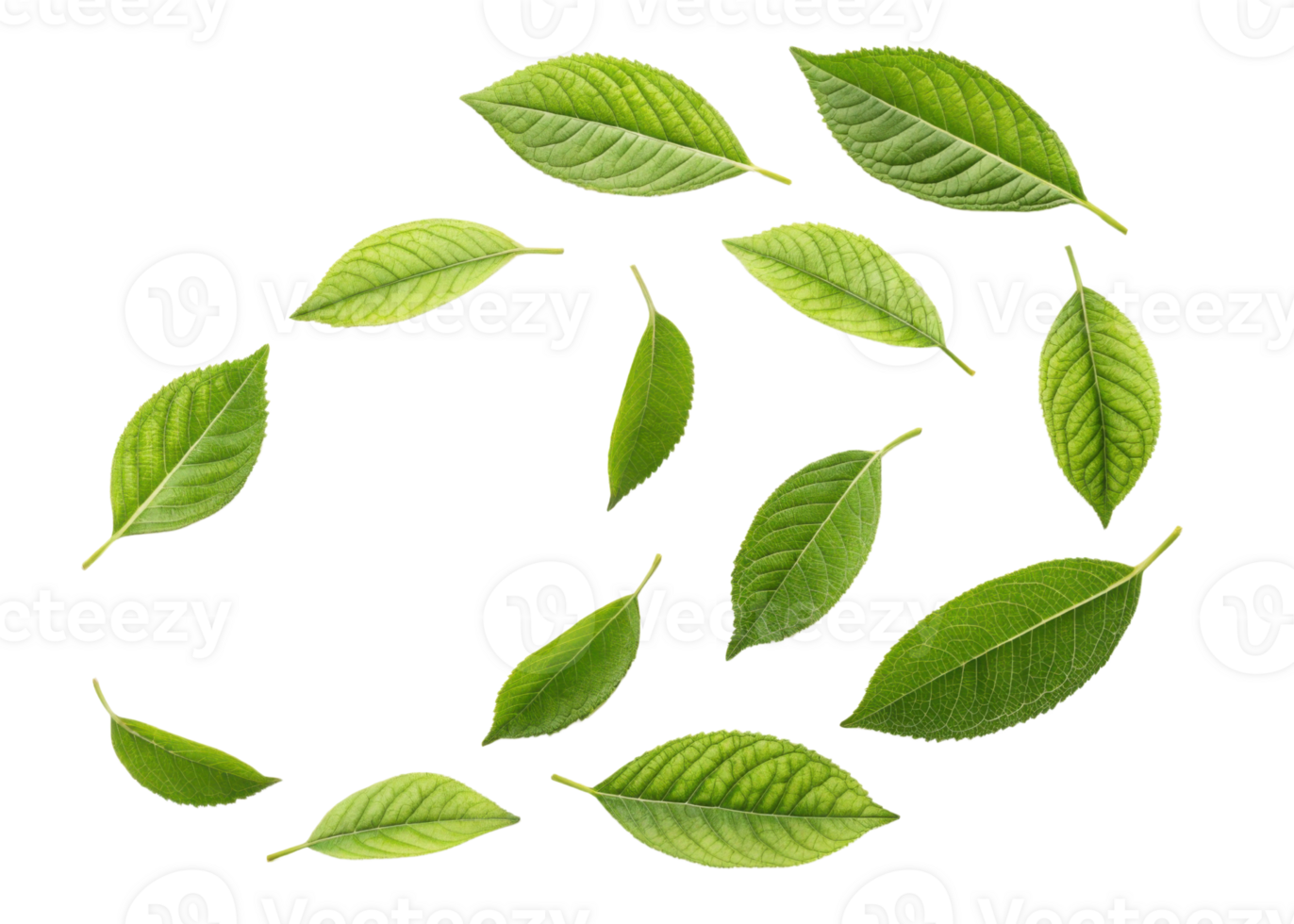 Green matcha leaf collection isolated on transparency background with natural texture and fresh color for healthy tea ingredient design png