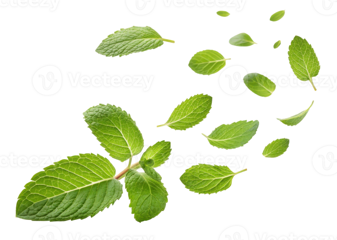Fresh mint leaf collection with various sizes and shapes isolated on transparent background showing natural texture and vibrant green color png