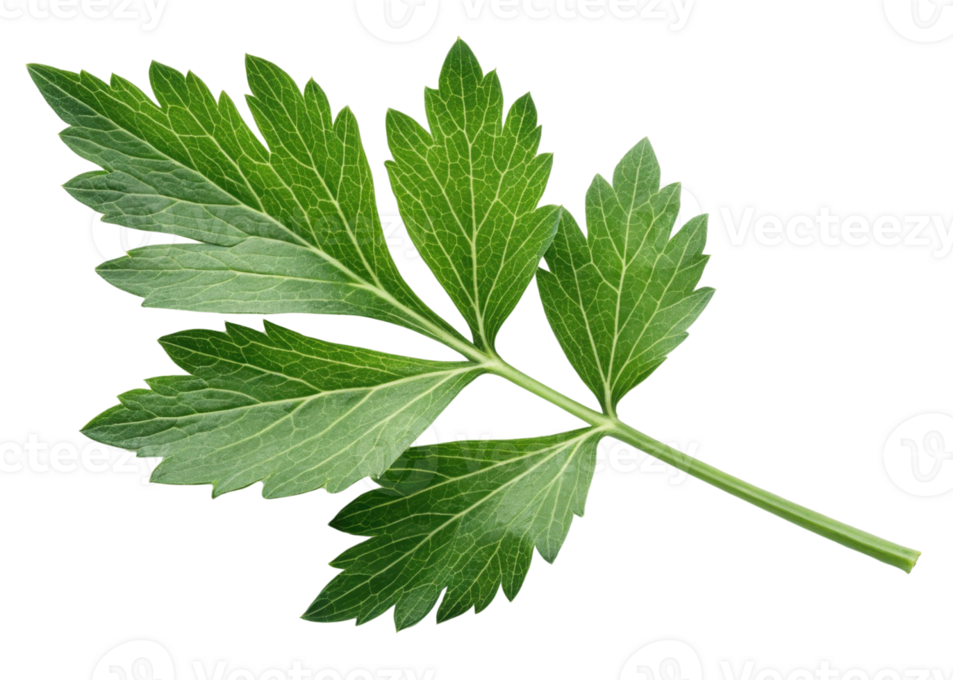 Fresh lovage leaf with vibrant green color and detailed veins isolated on transparency background showing natural texture and freshness png