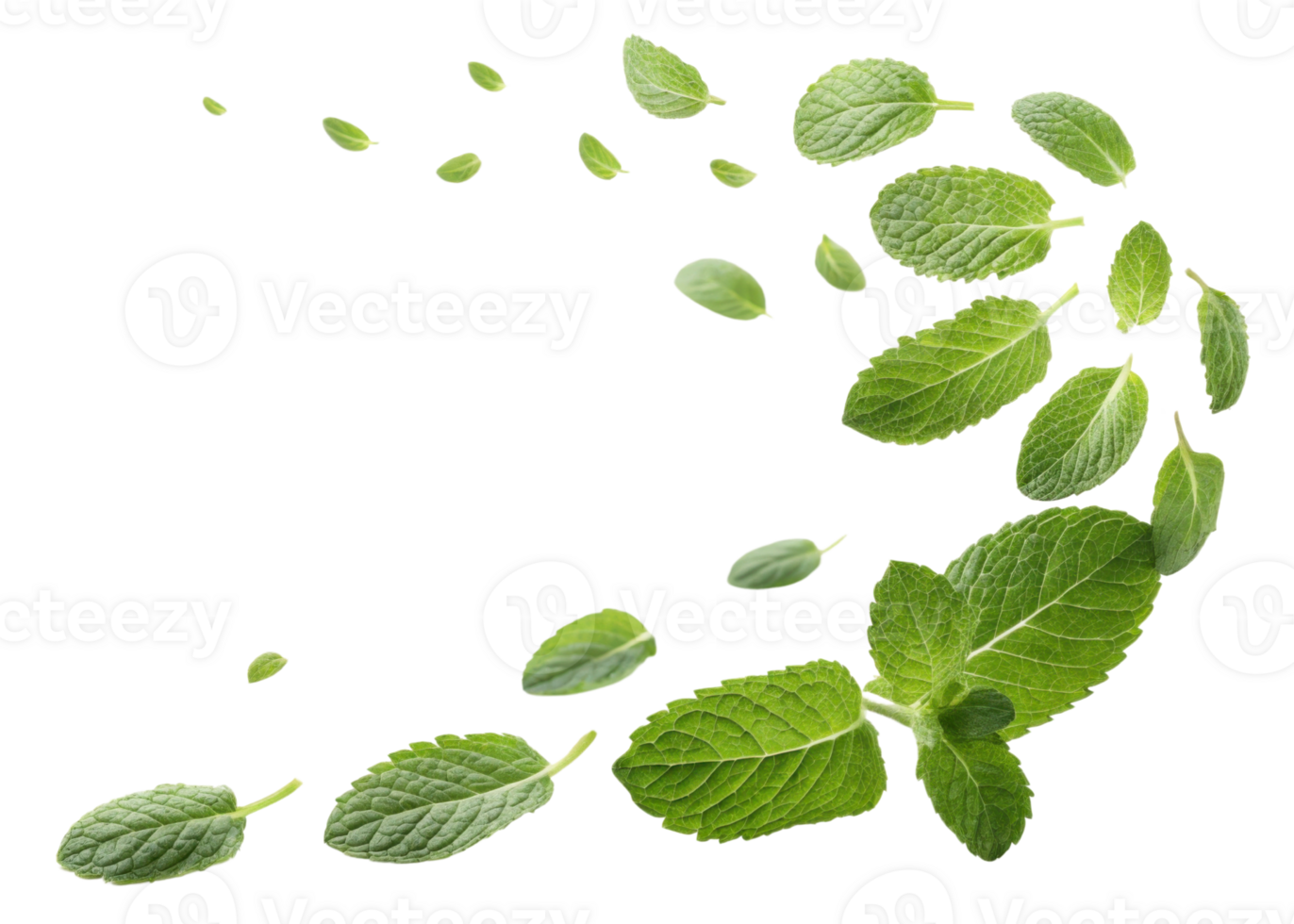 Fresh mint leaf scattered in natural pattern showing vibrant green color and texture of leaf in lively arrangement png