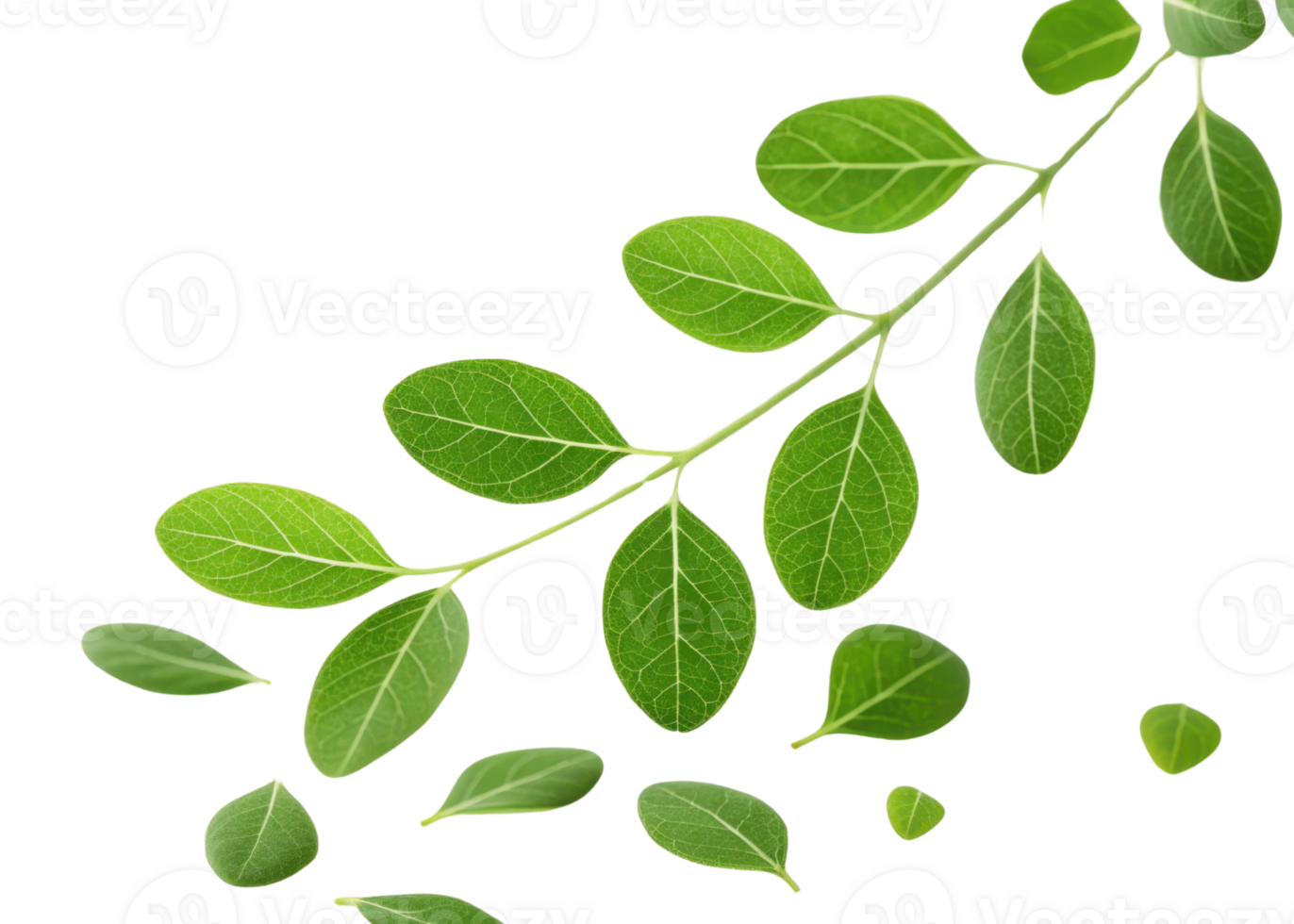Fresh green moringa leaf branch with scattered leaves isolated on transparent background showing natural texture and vibrant color png