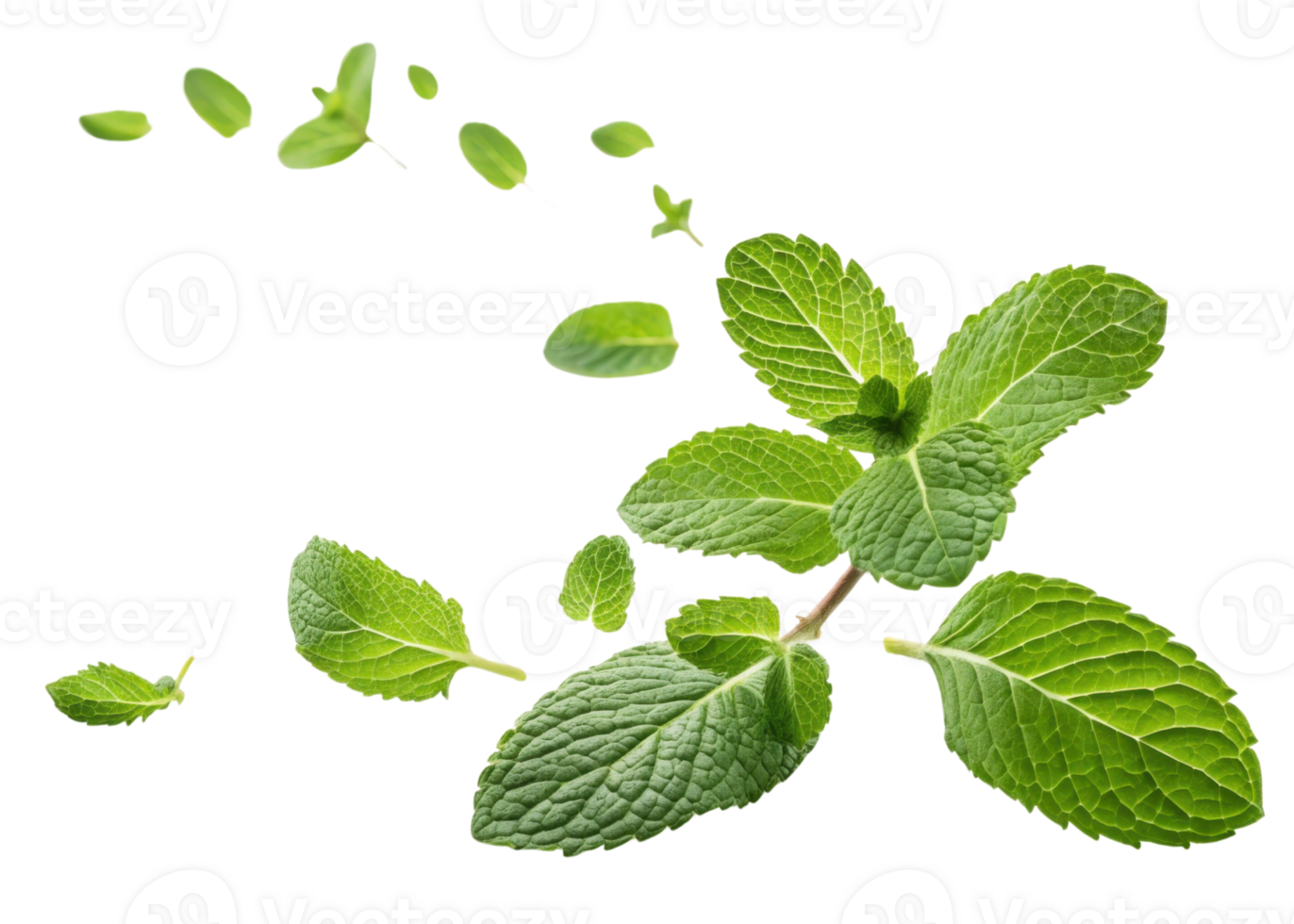 Fresh mint leaf with vibrant green color and detailed texture floating on transparent background creating refreshing natural feeling png