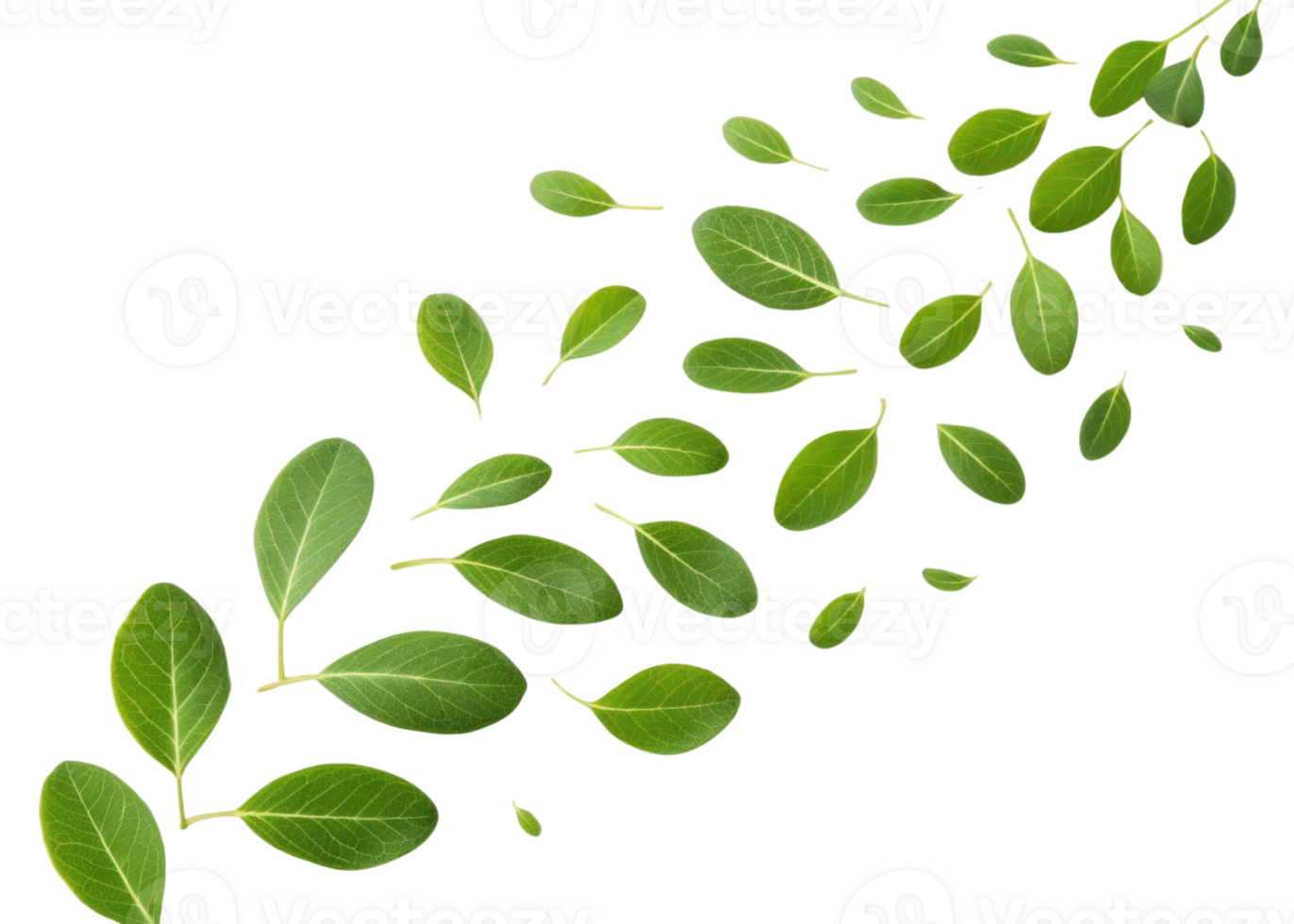 Fresh moringa leaf collection with vibrant green color and natural texture floating on transparent background for healthy concept png