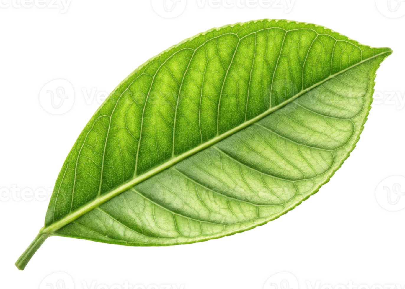 Fresh green leaf with detailed veins and texture, perfect for natural and botanical designs with hint of lemon freshness png