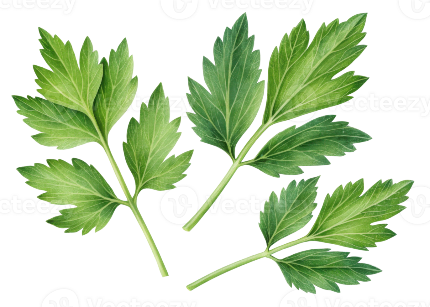 Lovage leaf with fresh green color and natural texture perfect for culinary use and herbal remedies in vibrant healthy arrangement png