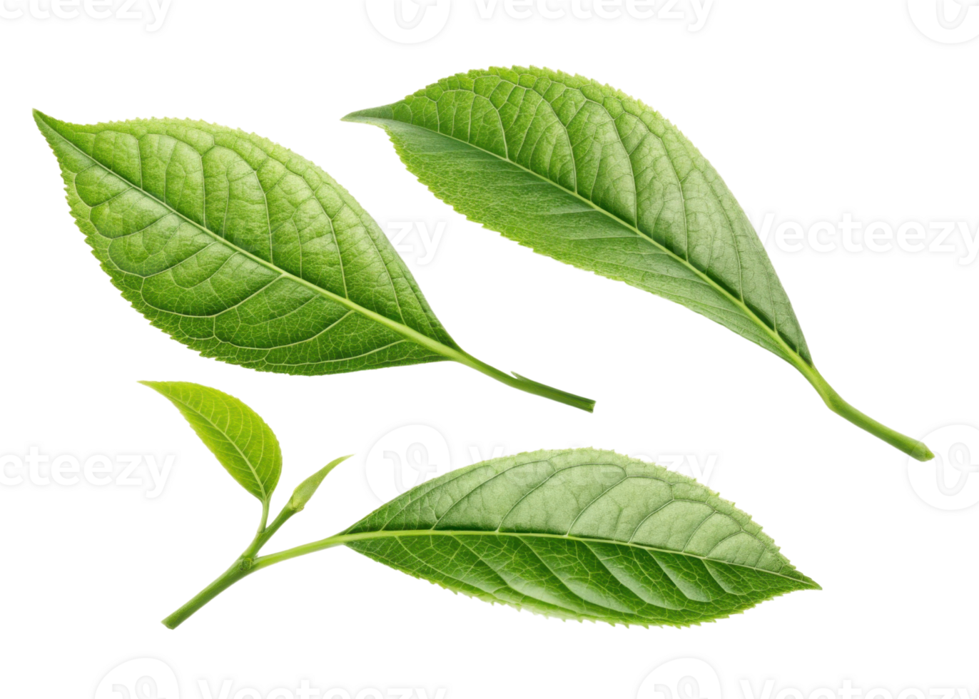 Fresh green matcha leaf with detailed texture and veins isolated on transparency background showing natural beauty and vibrant color png