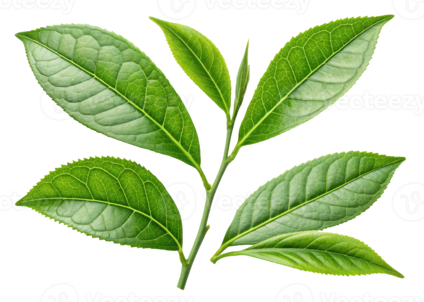 Fresh green matcha leaf cluster with vibrant veins and smooth texture isolated on transparency background for natural and healthy concept png