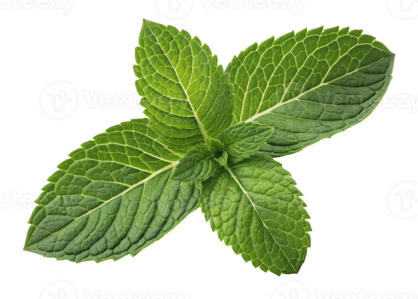 Fresh mint leaf with vibrant green color and detailed texture showing natural veins and edges in close up view png