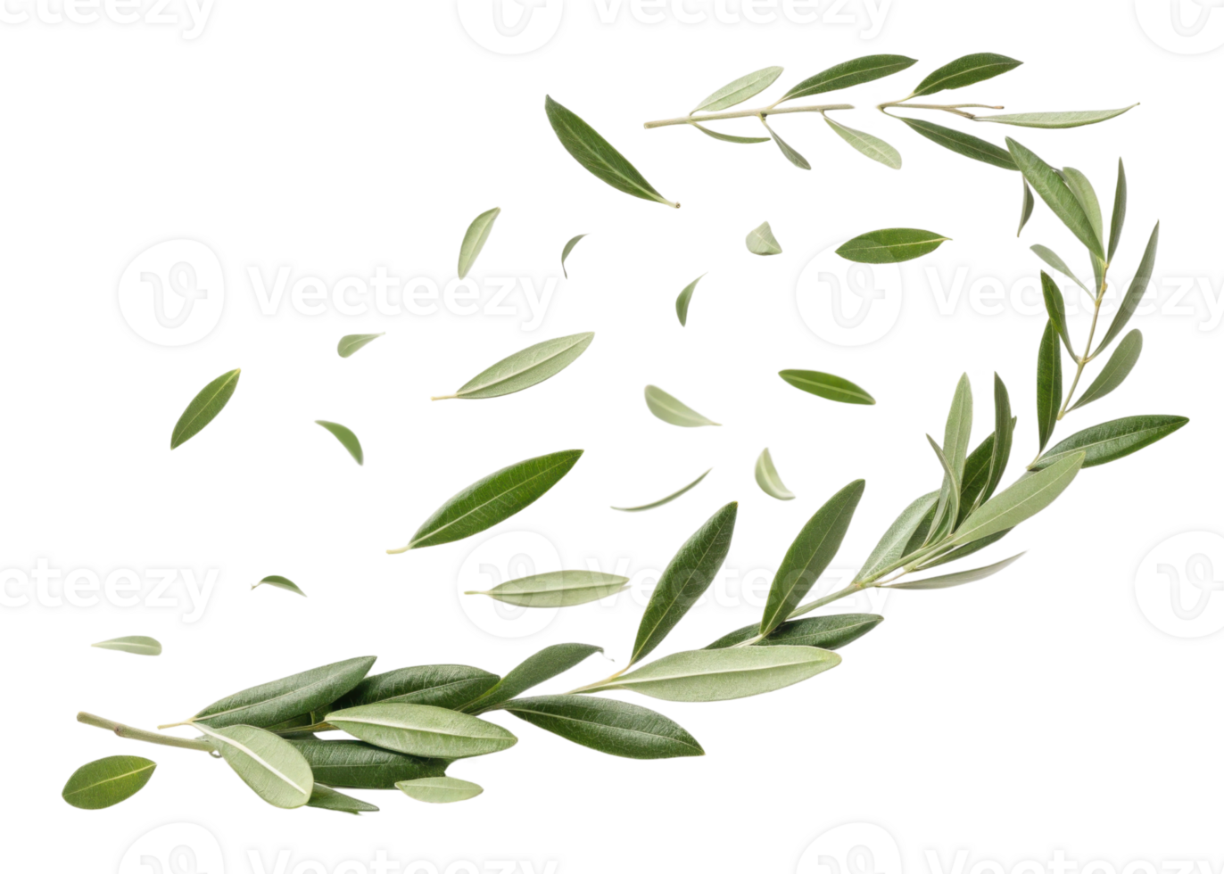 Olive leaf branches with scattered leaves create natural and fresh design element with soft green color and delicate texture png
