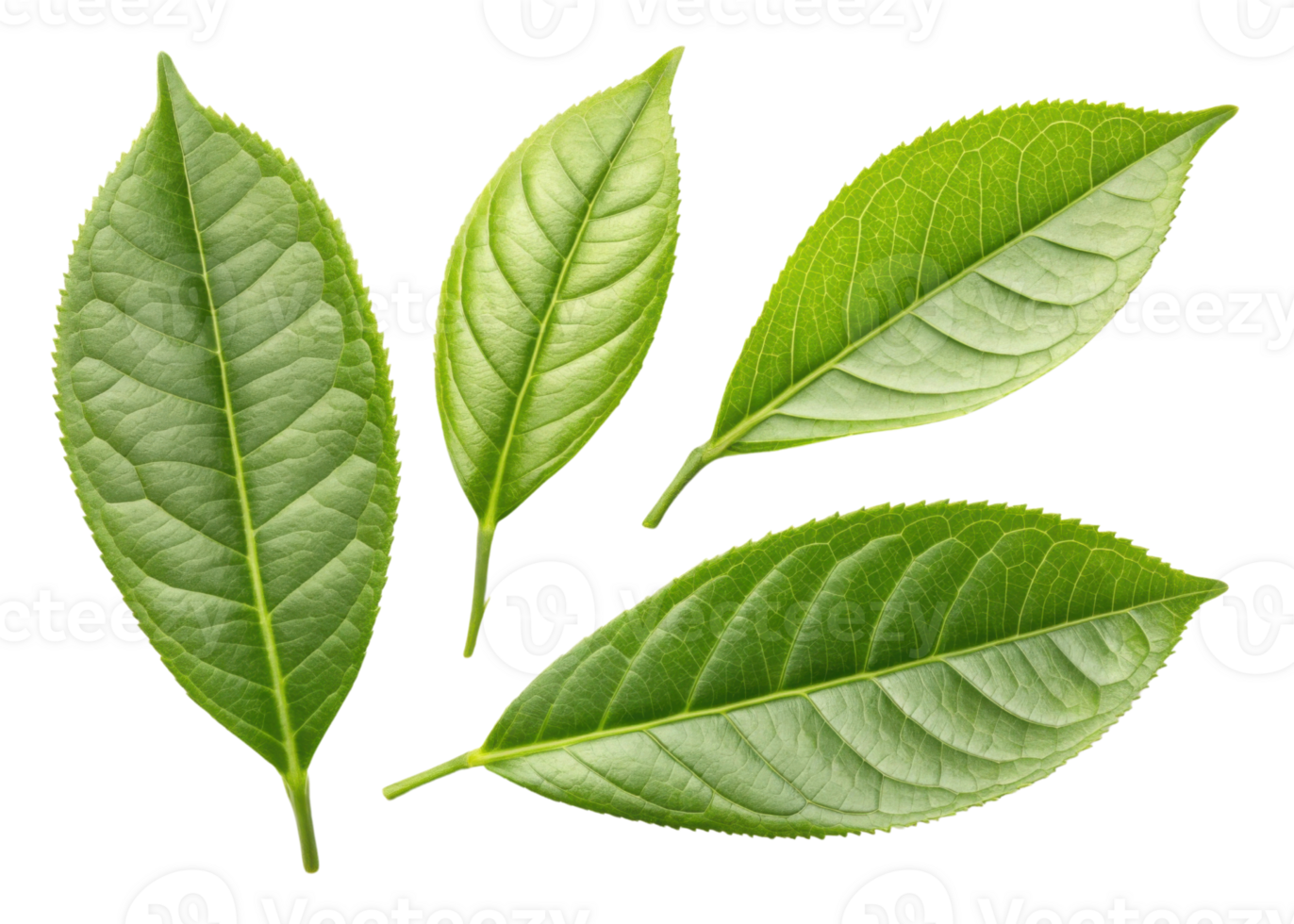 Fresh green matcha leaf collection with natural texture and vibrant color perfect for healthy tea or herbal use png
