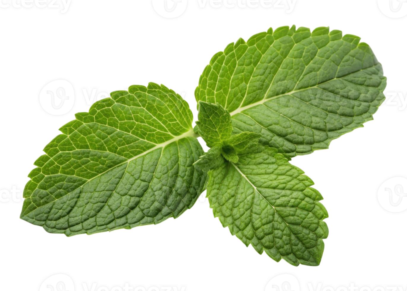 Fresh mint leaf with vibrant green leaf texture and natural veins creating refreshing and lively appearance in close up image png