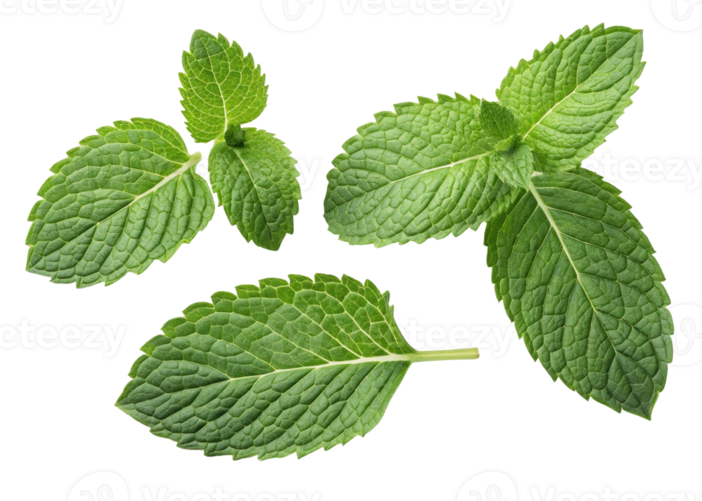 Fresh green mint leaf with detailed texture and natural veins showing freshness and vibrant color in close up view png