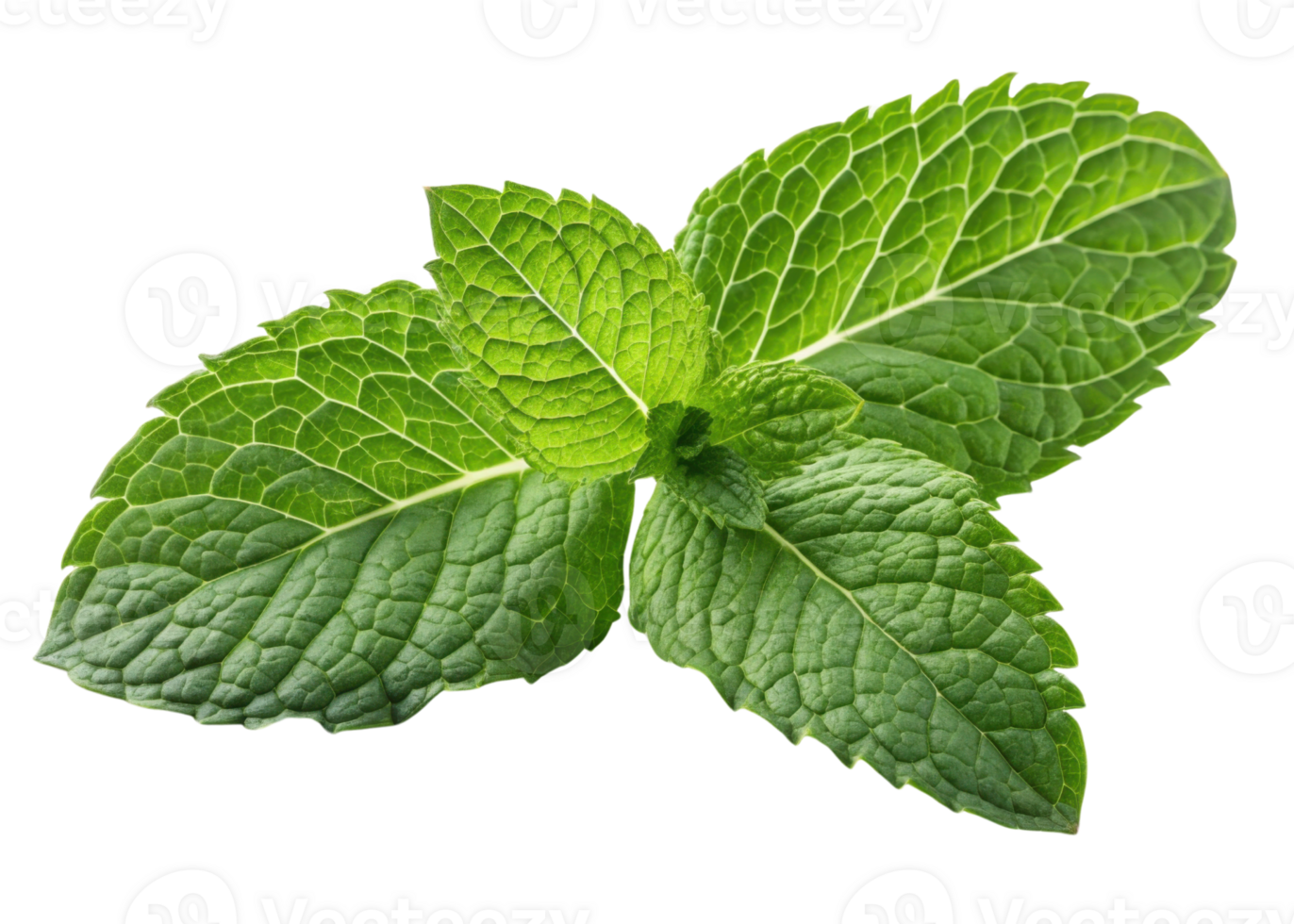 Fresh mint leaf with vibrant green texture and detailed veins creating natural and refreshing look perfect for culinary or herbal use png