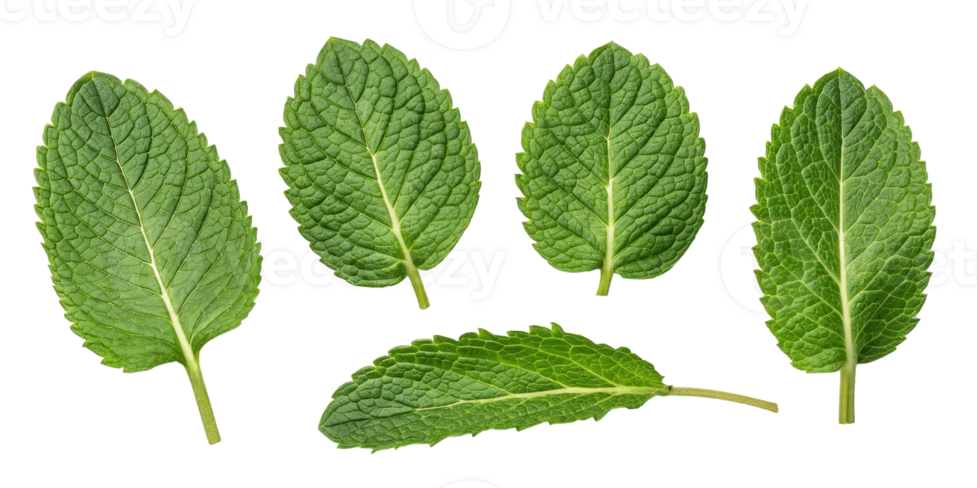 Fresh mint leaf collection with vibrant green color and detailed texture showing natural veins and serrated edges in bright setting png