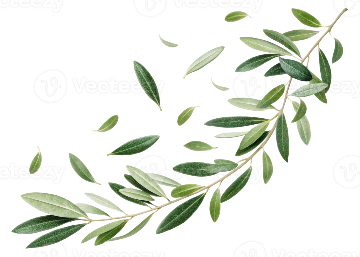 Olive leaf branch with scattered leaves isolated transparency background creating natural and fresh atmosphere with vibrant green tones png