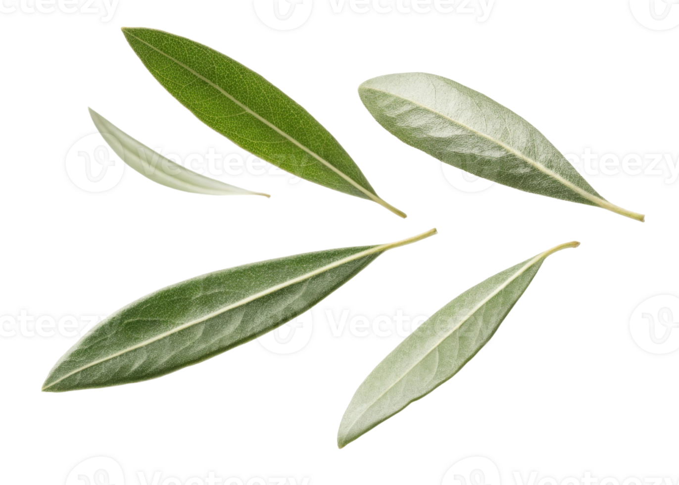 Olive leaf collection with natural green and silver tones showing detailed texture and veins in fresh botanical arrangement png