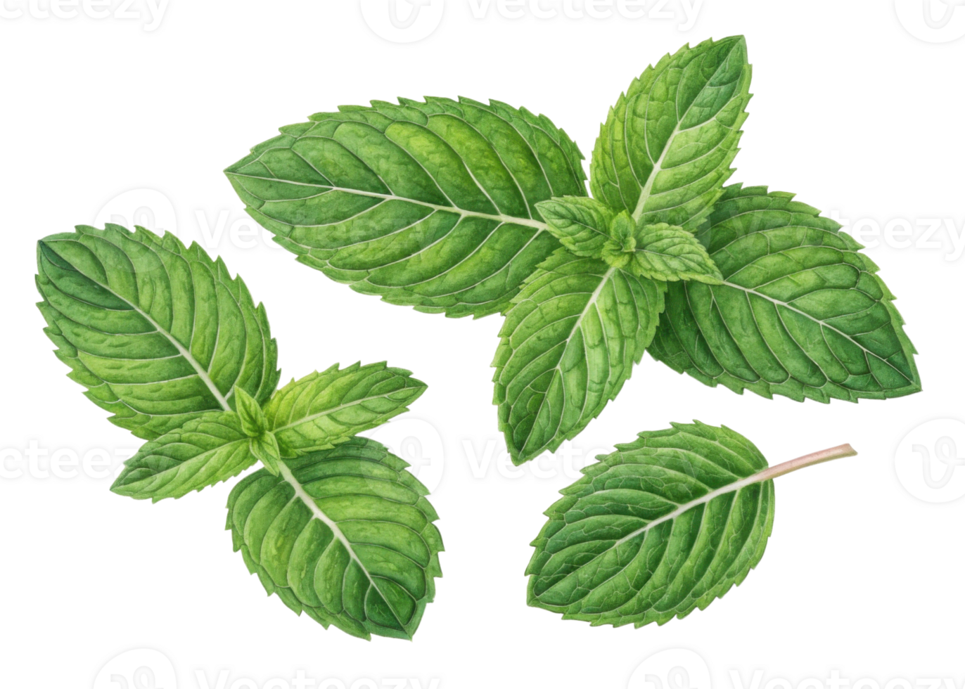 Fresh green mint leaf with detailed texture and veins isolated on transparency background showing natural freshness and vibrant color png