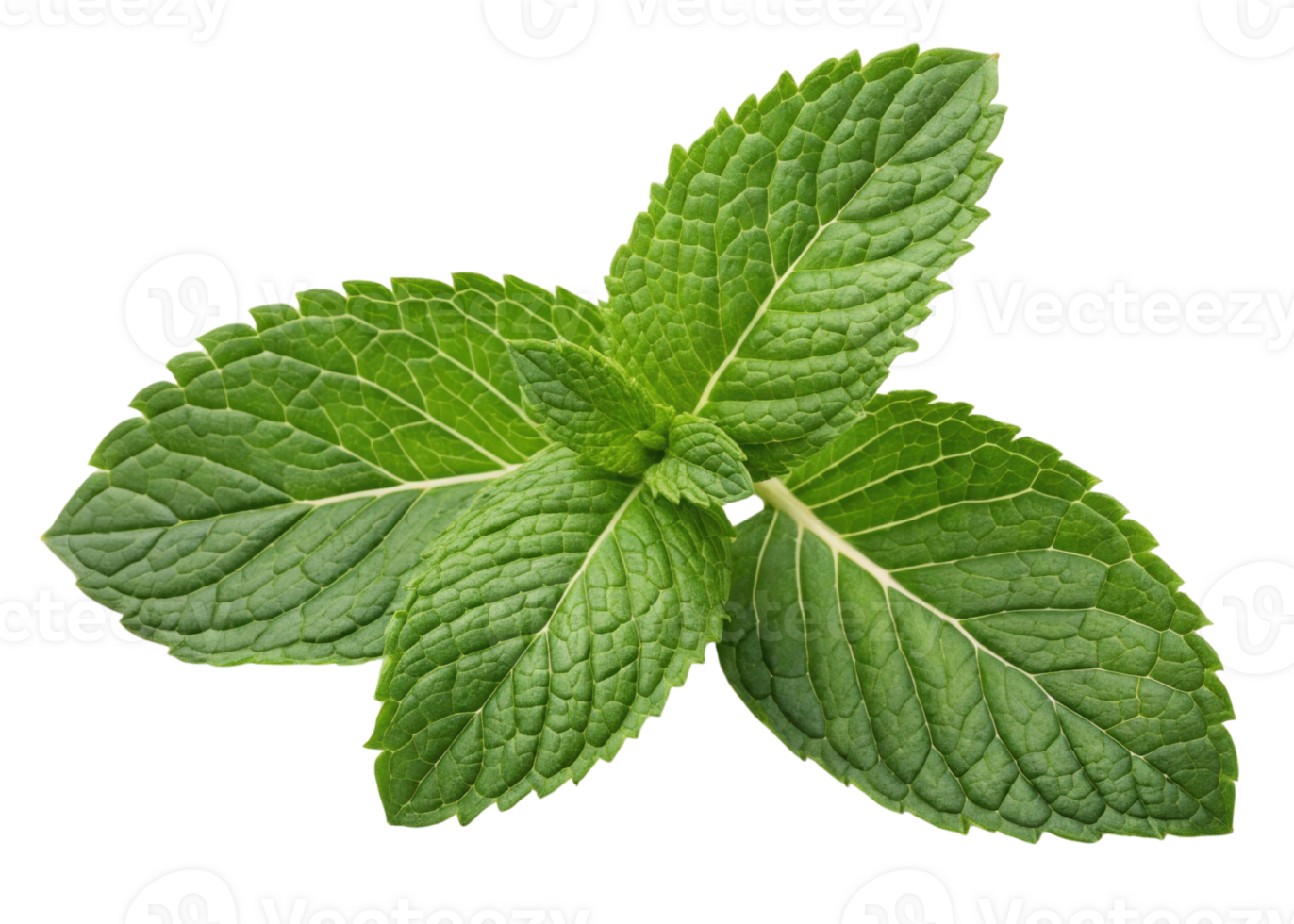 Fresh mint leaf with vibrant green texture and natural veins creating refreshing and lively appearance in this close up image png