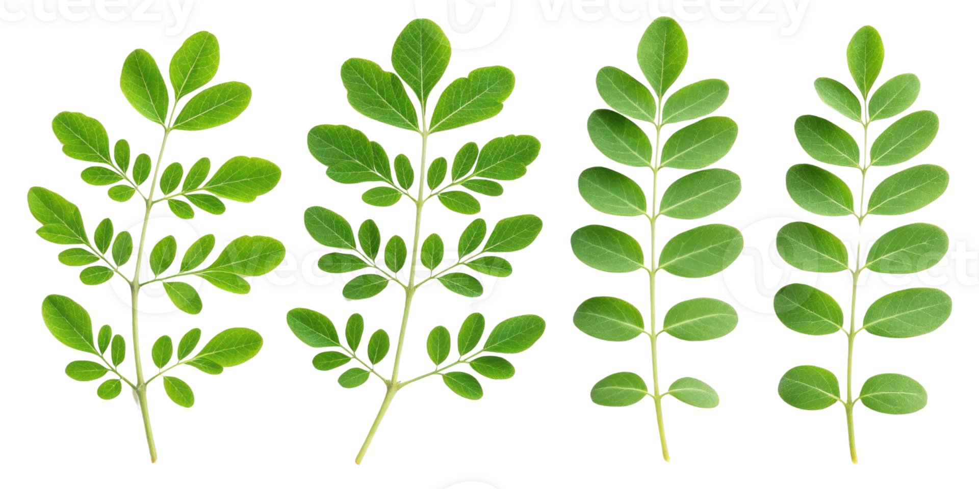 Fresh moringa leaf with green leaf isolated on transparency background showing natural texture and healthy plant png