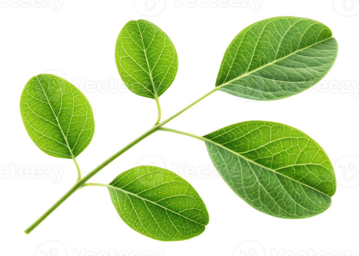 Fresh moringa leaf branch with vibrant green leaves showing detailed veins and natural texture isolated on transparency background png
