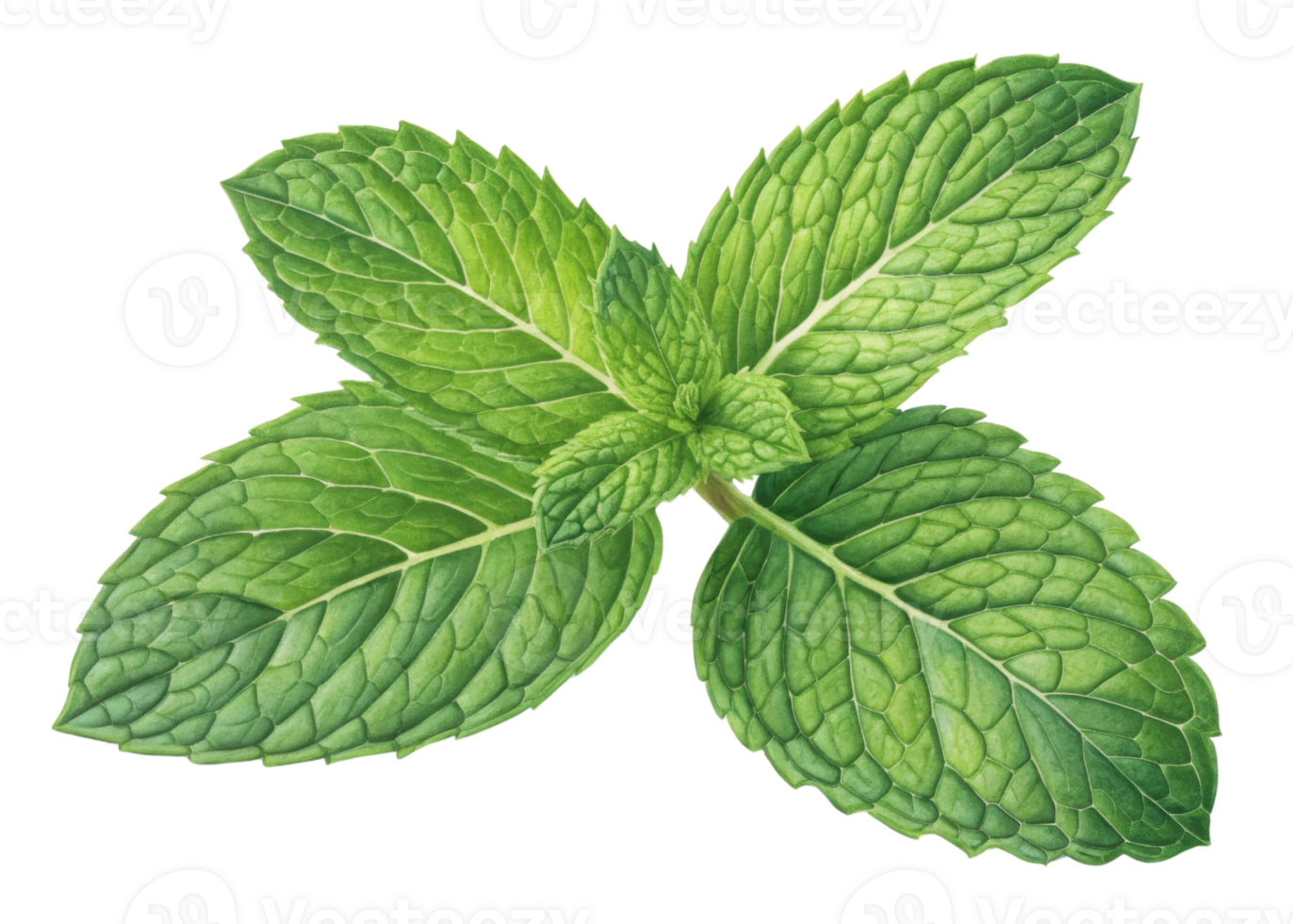 Fresh mint leaf cluster with vibrant green leaf texture and natural veins creating refreshing and lively botanical image full of life and color png