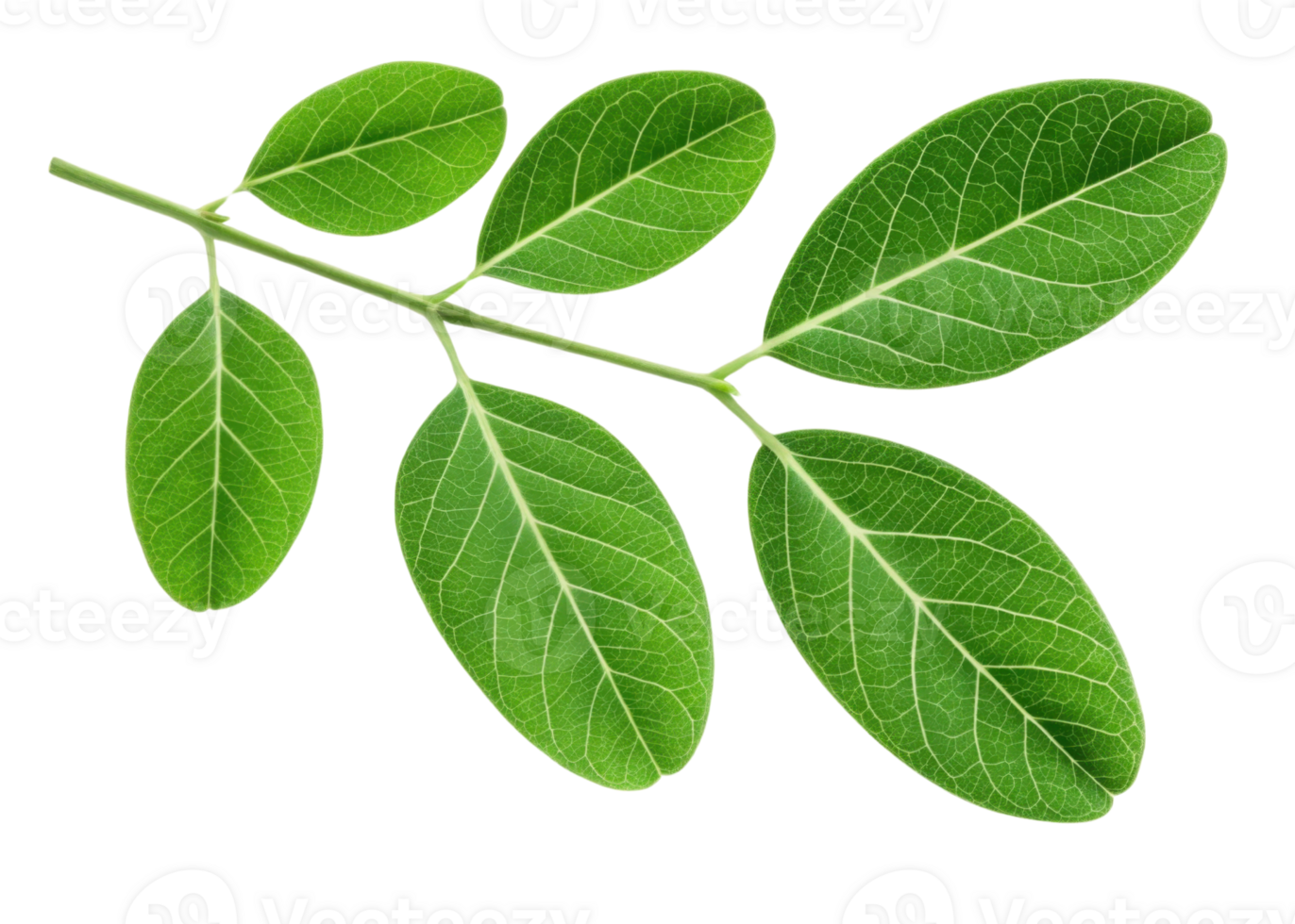 Moringa leaf branch with fresh green leaves showing detailed veins and natural texture isolated transparency background for healthy plant concept png