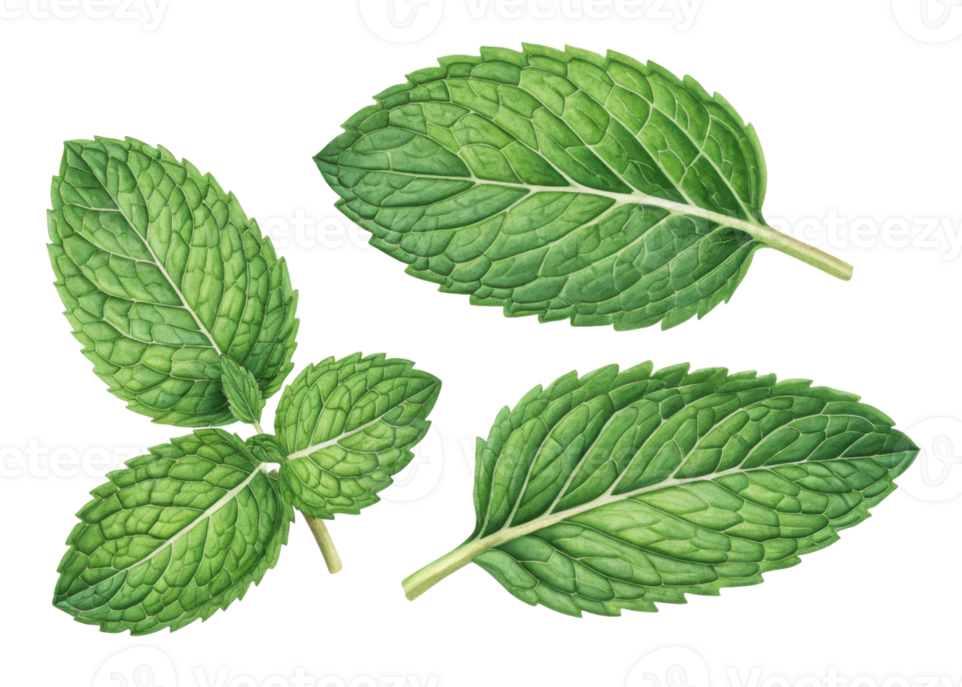 Fresh mint leaf closeup with detailed texture and vibrant green color showing natural veins and serrated edges in bright composition png