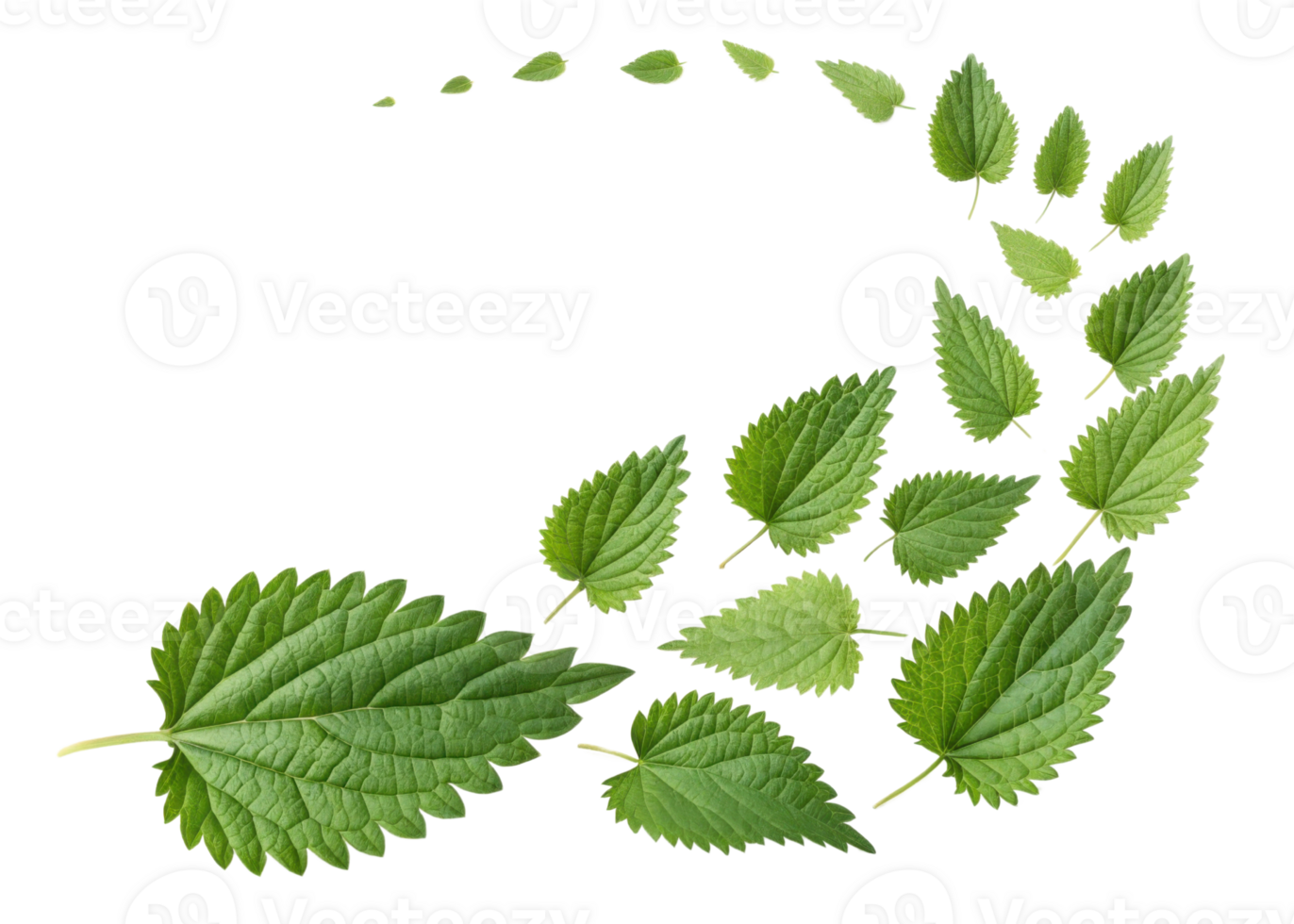 Nettle leaf arranged in swirling pattern showing various sizes of fresh green leaves with detailed veins and serrated edges png