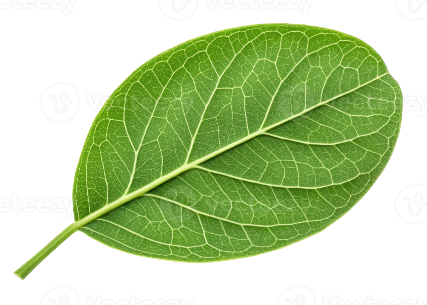 Moringa leaf with vibrant green color and detailed vein structure showing natural freshness and healthy plant life in close up view png